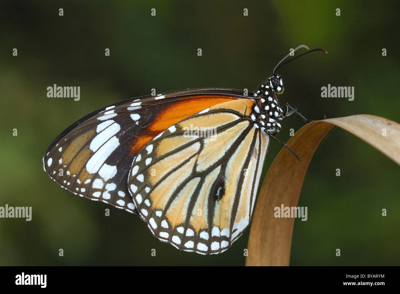 Gemeinsamen Tiger Schmetterling im Nationalpark Khao Yaia, Thailand Stockfoto