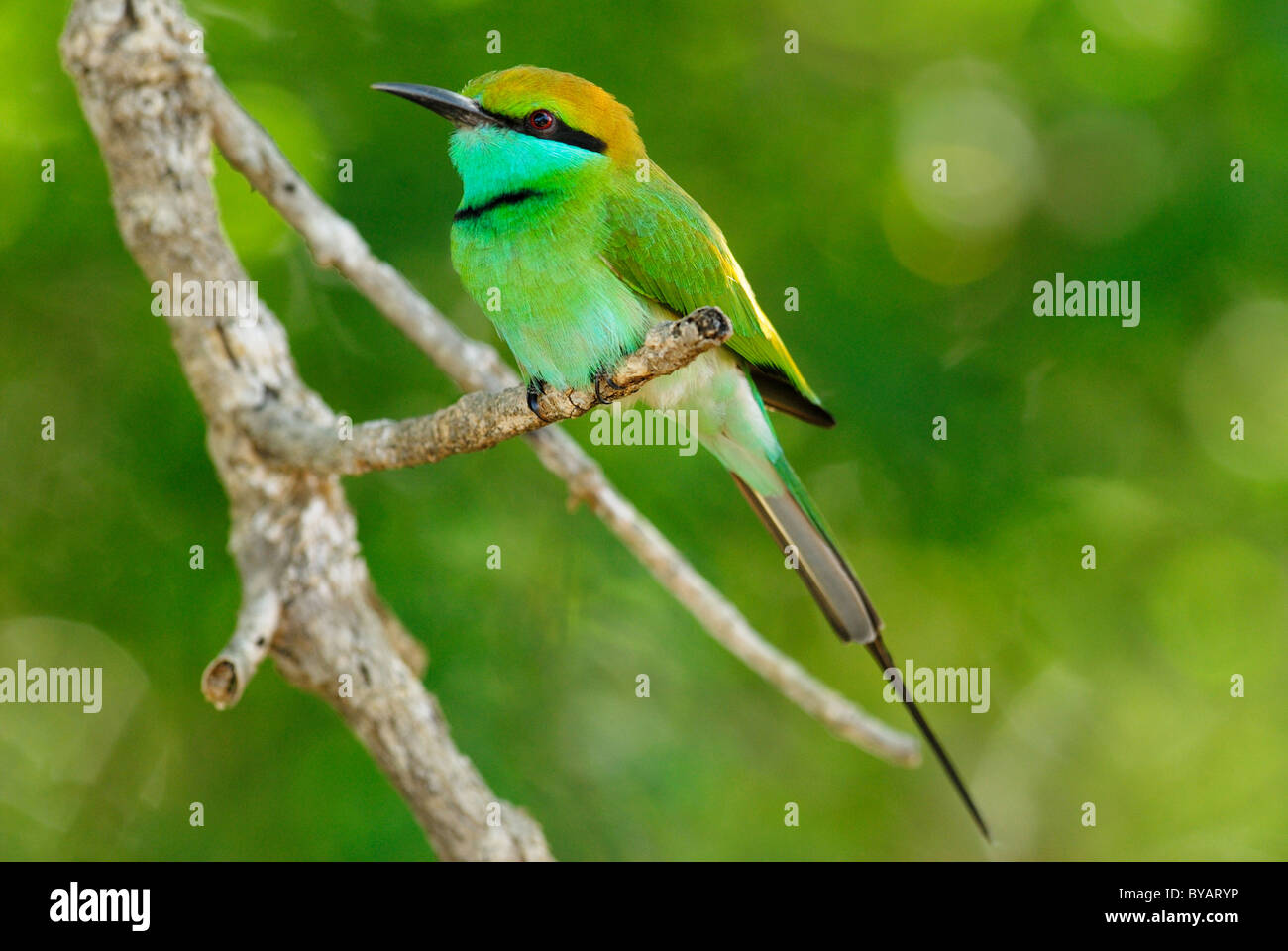 Kleine grüne Bienenfresser (Merops Orientalis) in Yala West National Park, Sri Lanka Stockfoto