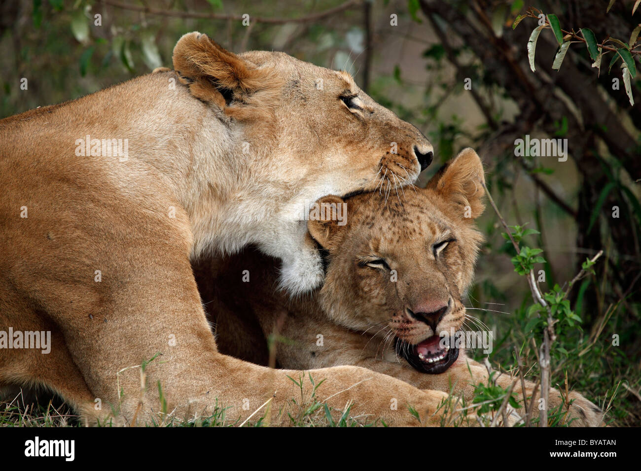 Zwei Löwen (Panthera Leo), Masai Mara, Kenia, Afrika Stockfoto