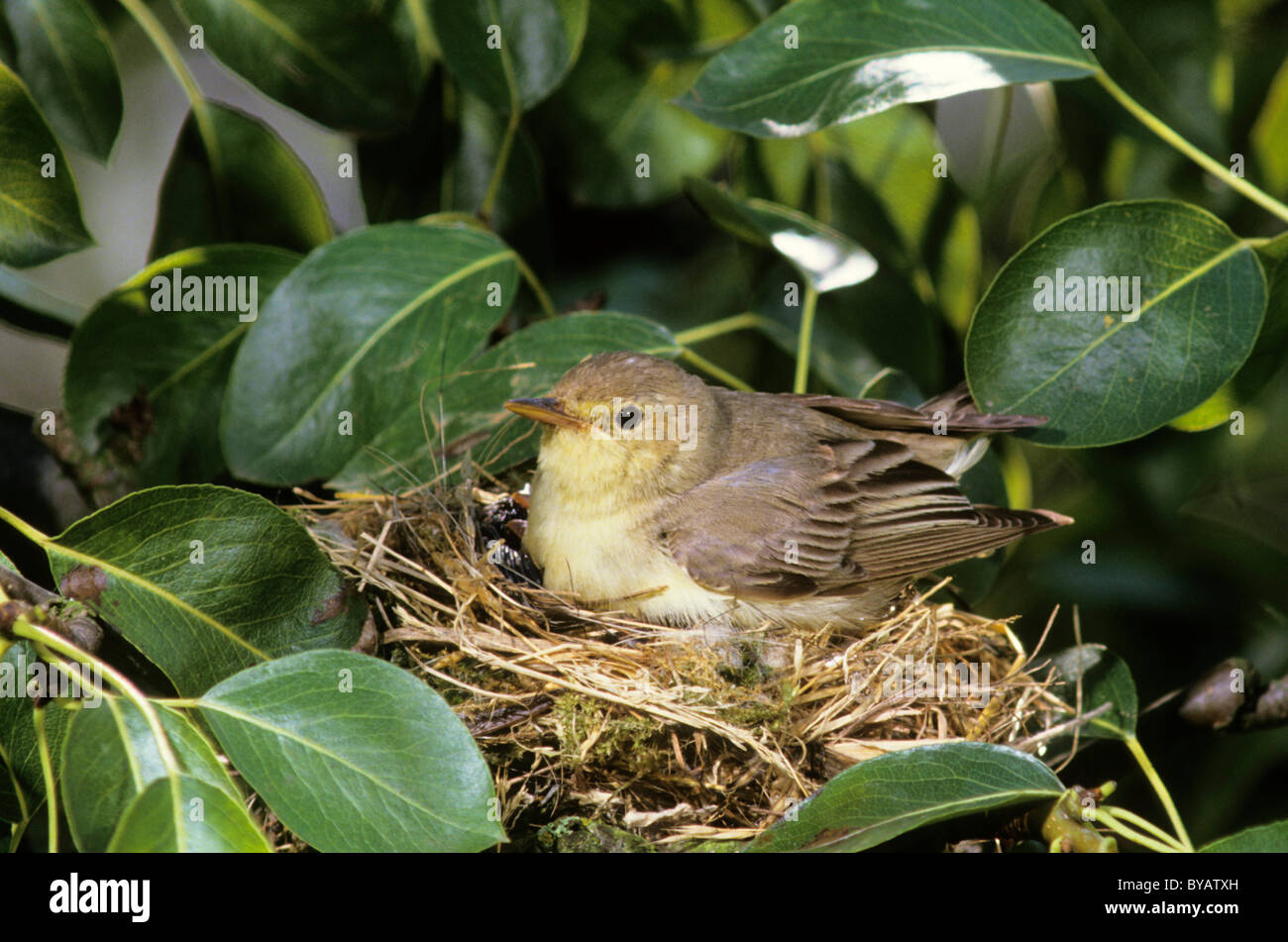 Icterine Warbler (Hippolais Icterina), Altvogel auf dem Nest sitzen seine jungen unter seine Fittiche zu sammeln Stockfoto