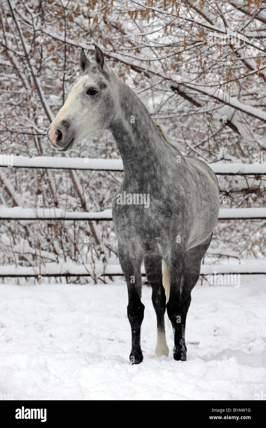 Porträt von einem grauen Pferd in einem Wintertag Stockfoto