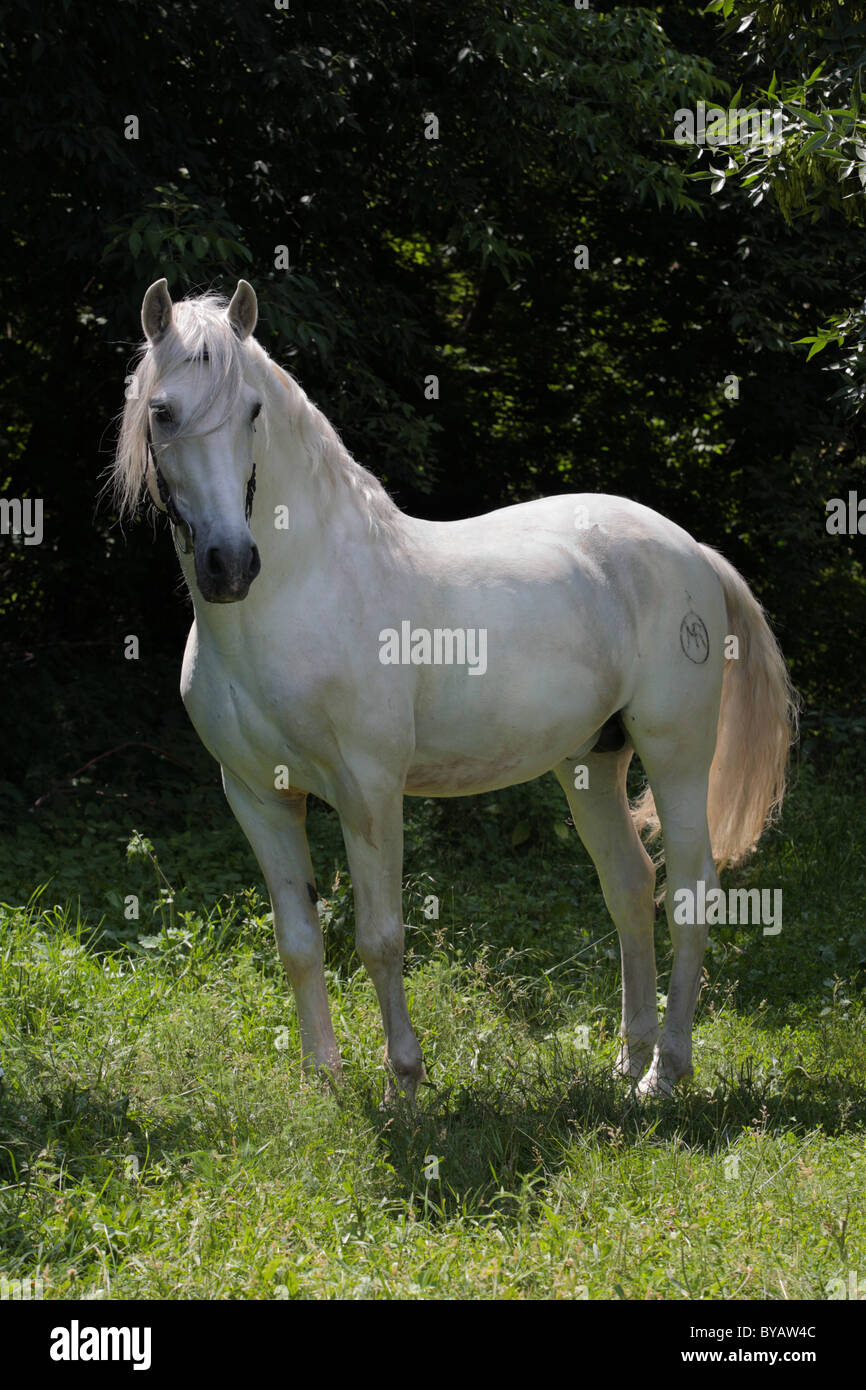 Weiße Spanien Pferd Stockfoto