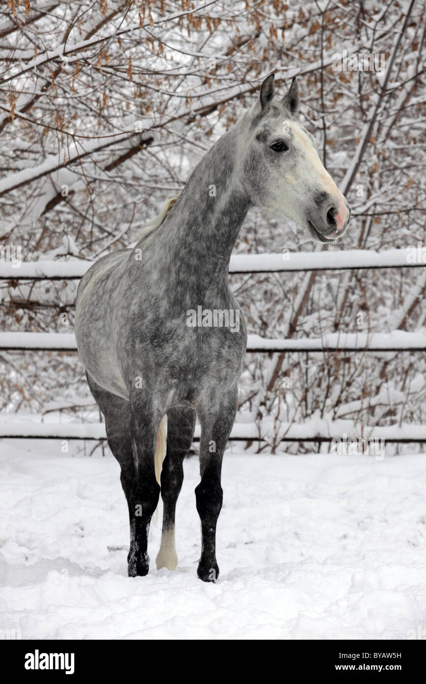 Porträt von einem grauen Pferd in einem Wintertag Stockfoto