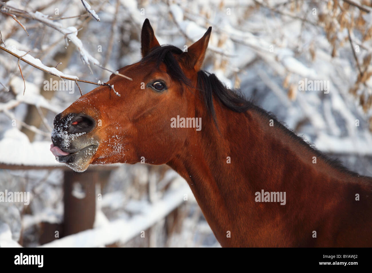 Porträt der Sauerampfer thoroughbred Pferde in einem Wintertag Stockfoto