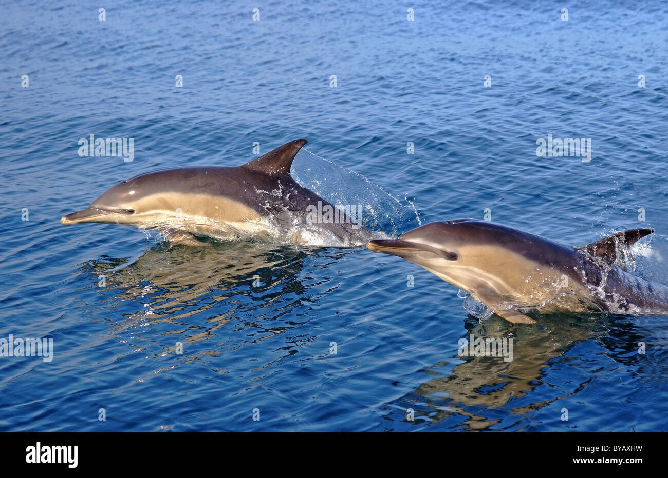 Gemeine Delfine springen neben Boot Stockfoto