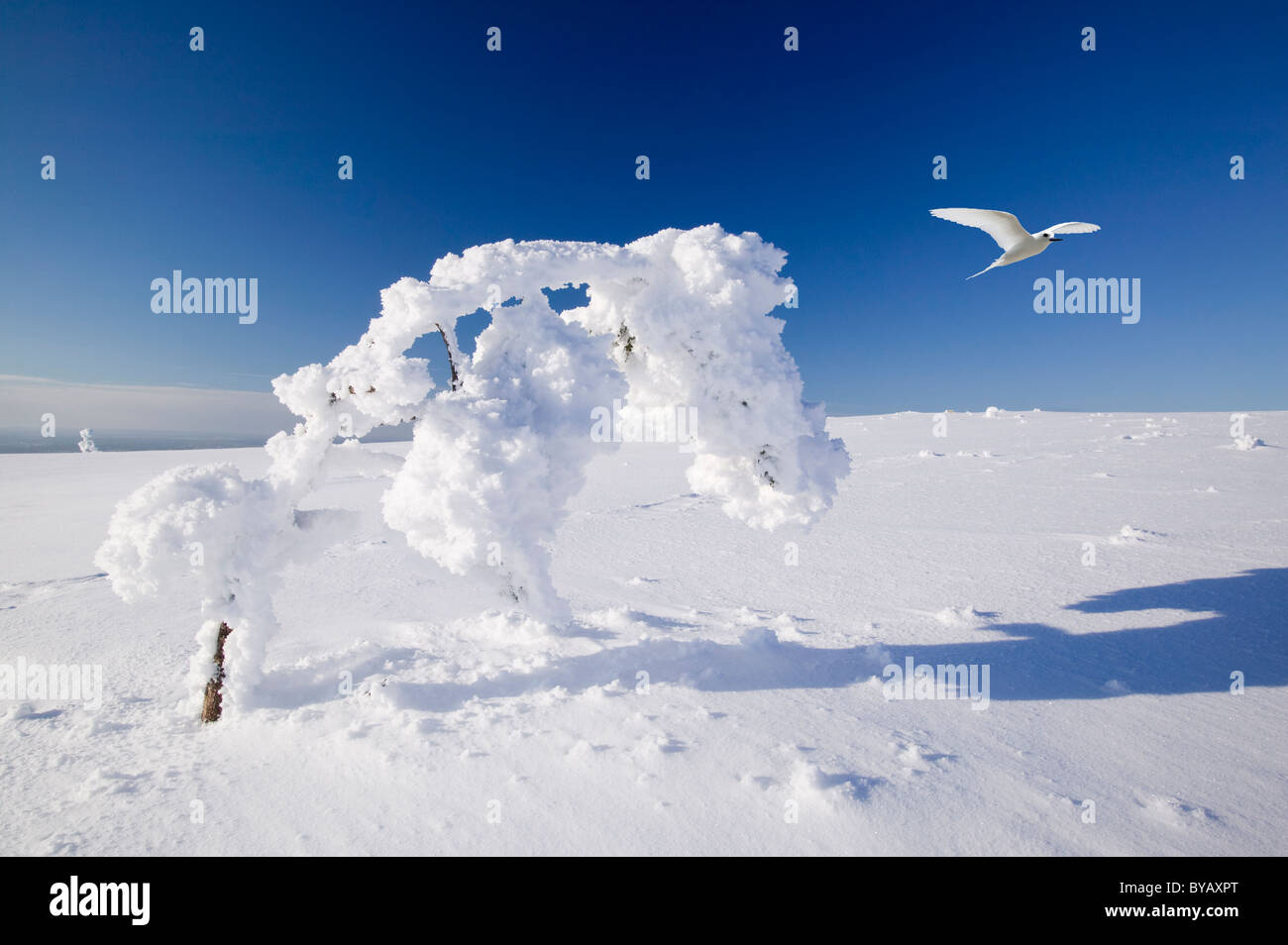 Ein Baum in der Urho Kehkkosen National Park in der Nähe von Saariselkä Nordfinnland mit einem Tern. Stockfoto