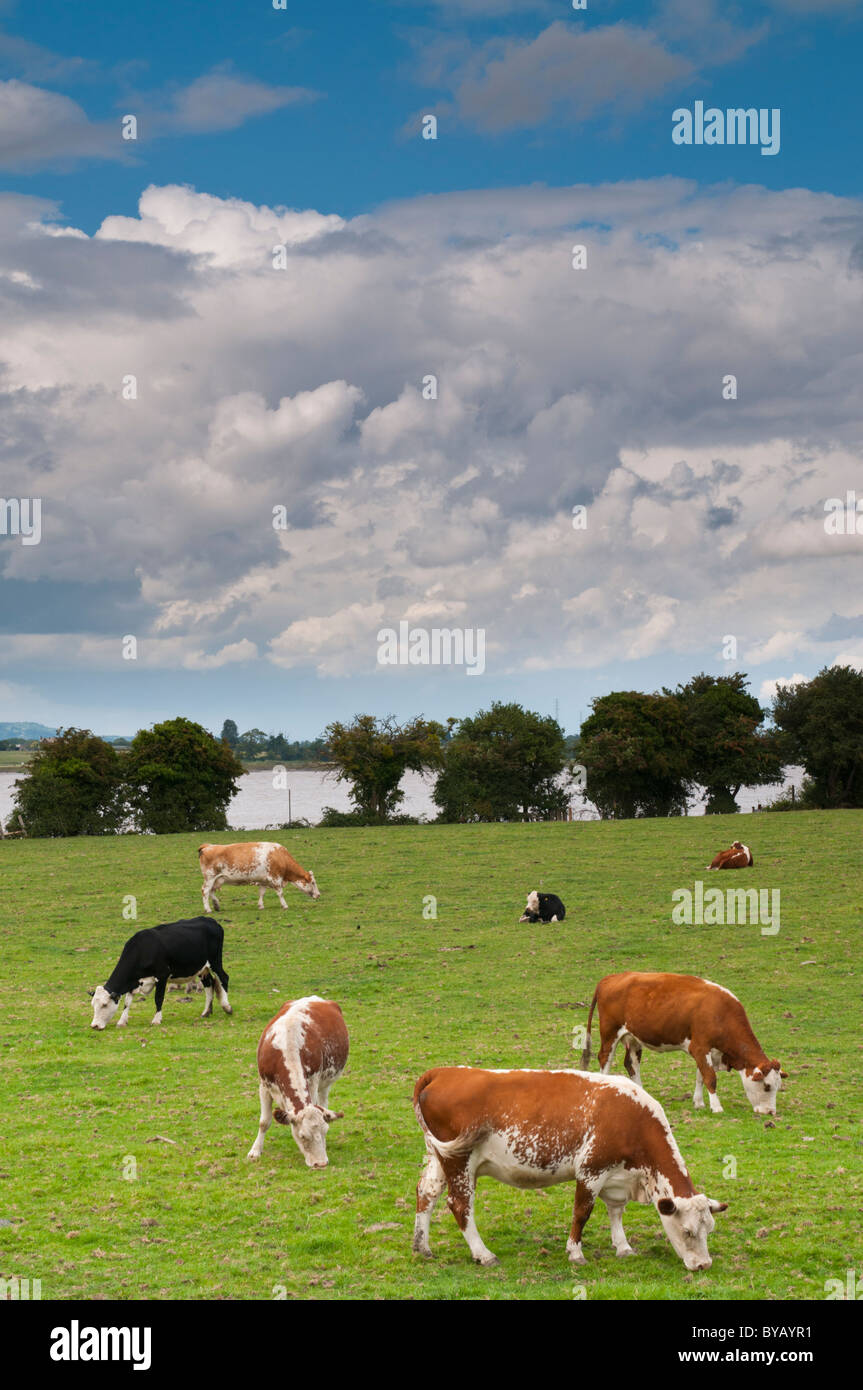 Grasende Kühe auf einem Feld Purton, Gloucestershire, Cotswolds, UK Stockfoto