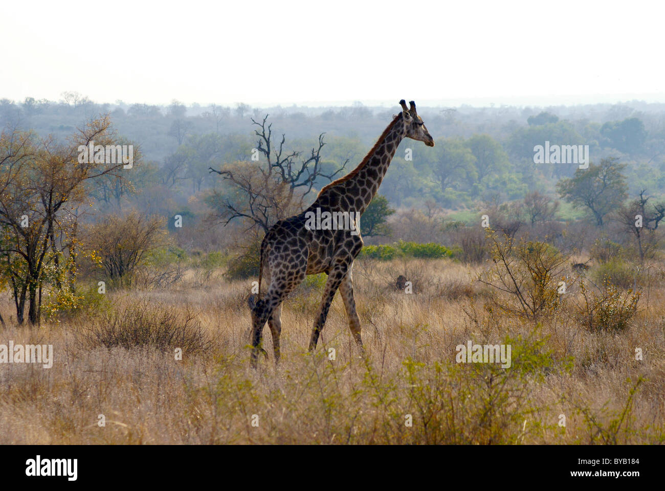 Giraffe im Kruger National Park Stockfoto