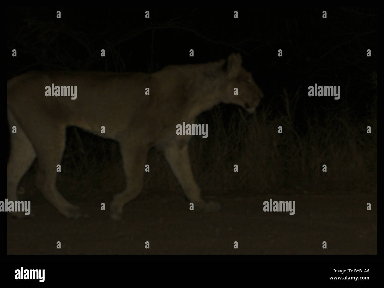 Löwin Jagd Stockfoto