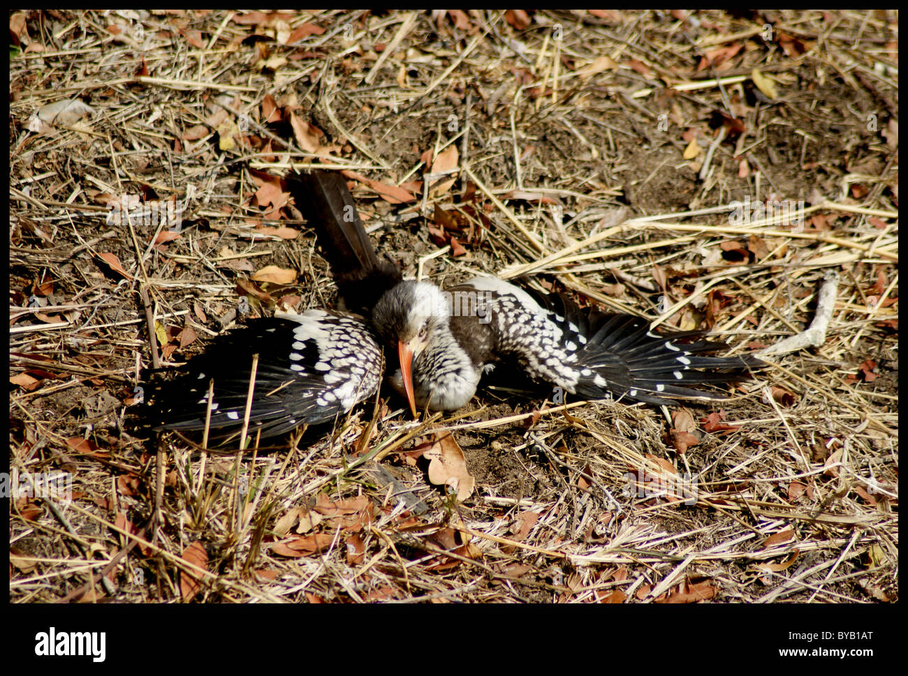 Rot-billed Hornbill Stockfoto