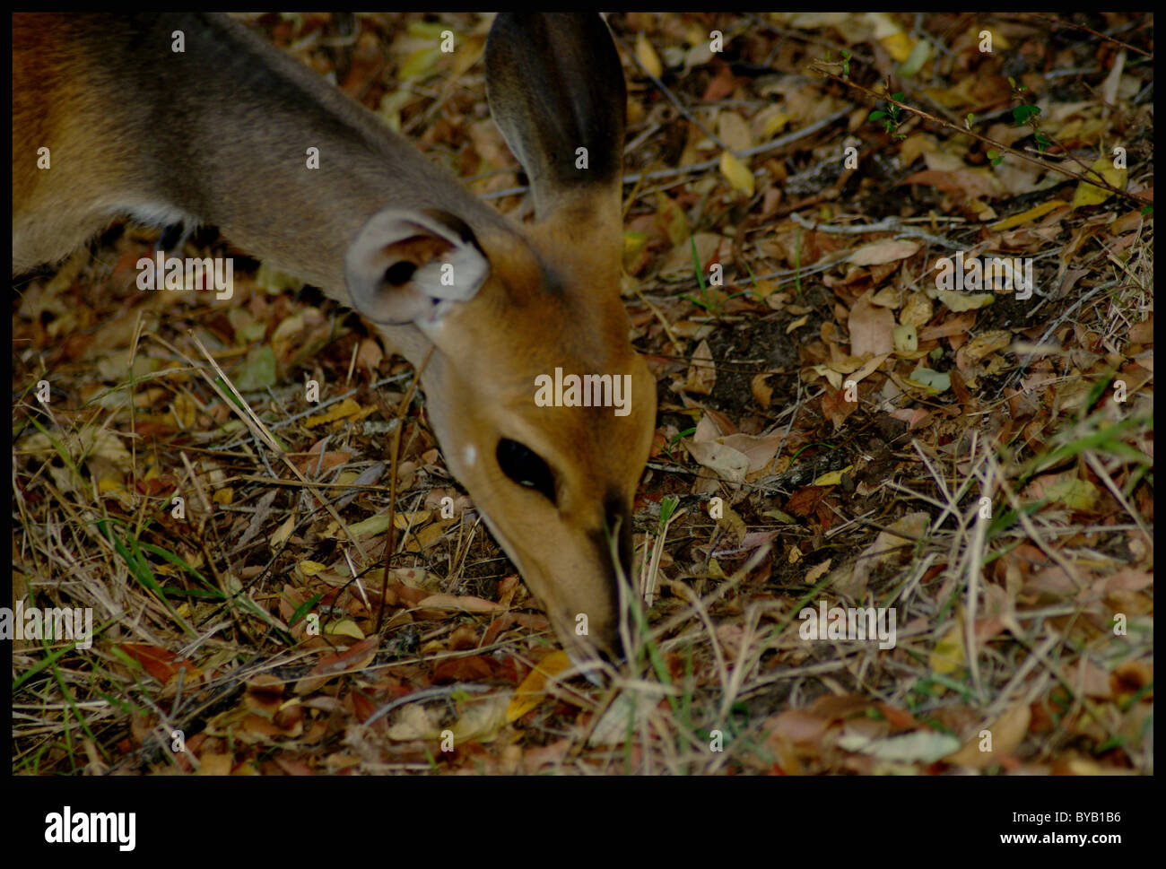 Impala Hirsch im Krüger Nationalpark, Südafrika Stockfoto