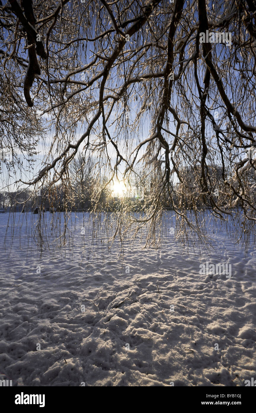 Schneebedeckte Bäume im winter Stockfoto