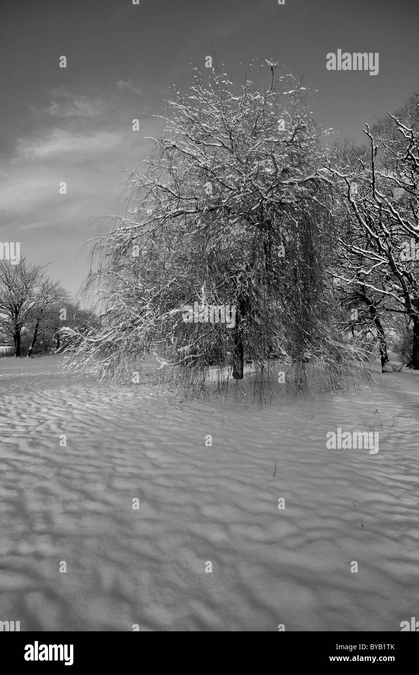Schneebedeckte Bäume im Winter in schwarz & weiß Stockfoto