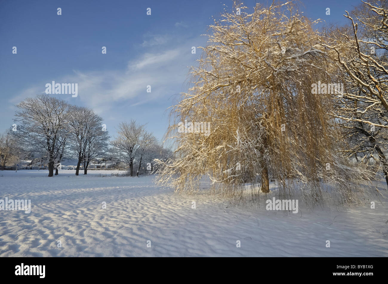 Schneebedeckte Bäume im winter Stockfoto