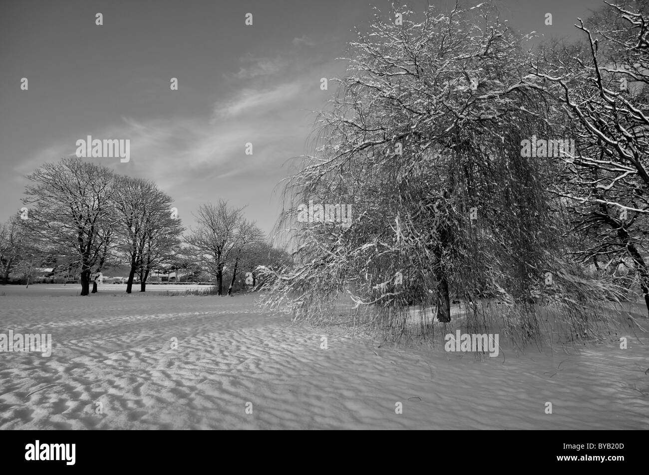 Schneebedeckte Bäume im Winter in schwarz & weiß Stockfoto