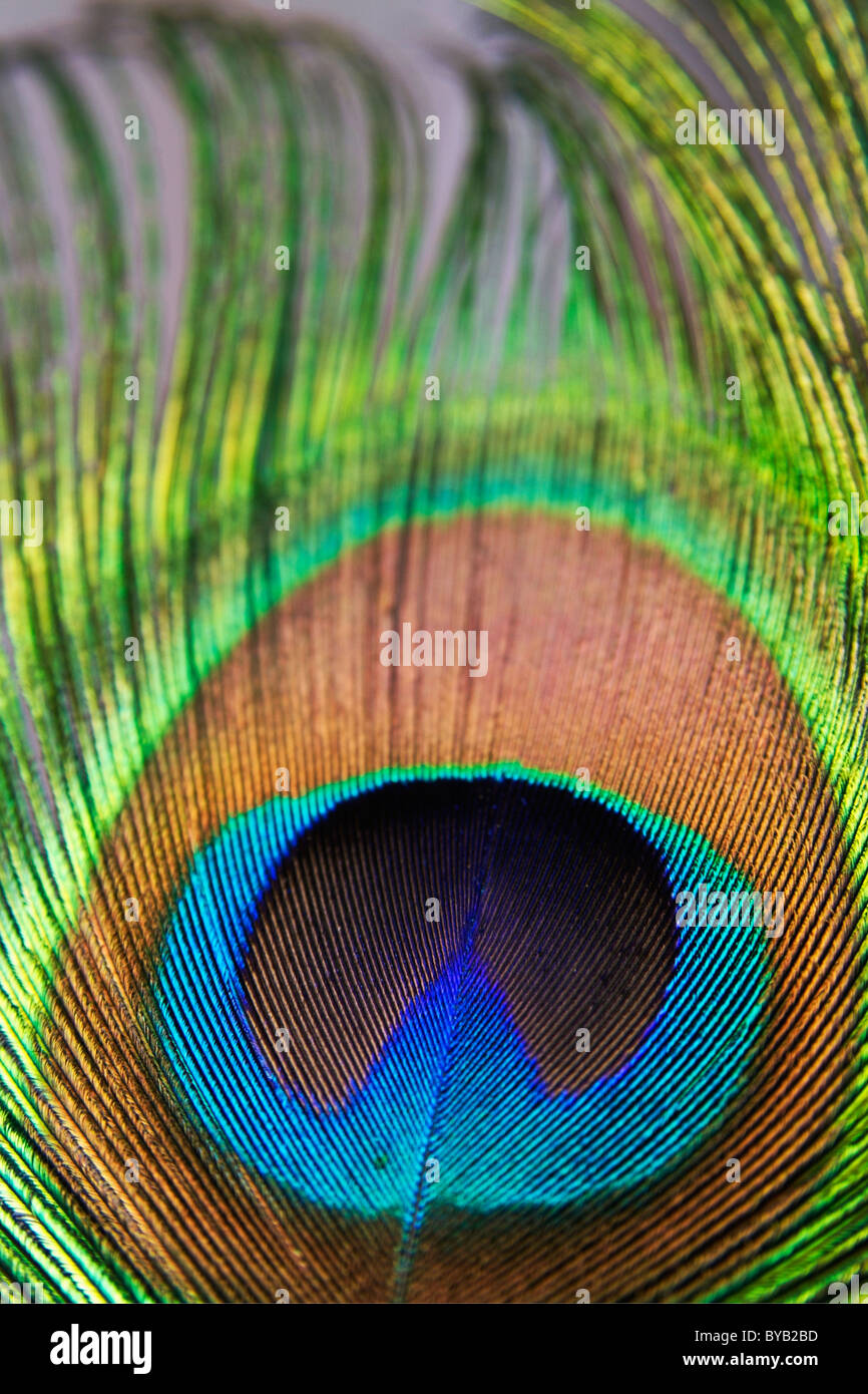 Pfau Federn / Feder nahe Detail. Stockfoto