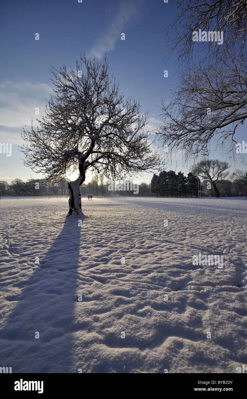 Schneebedeckte Bäume im winter Stockfoto