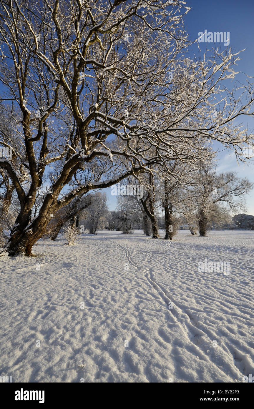 Schneebedeckte Bäume im winter Stockfoto