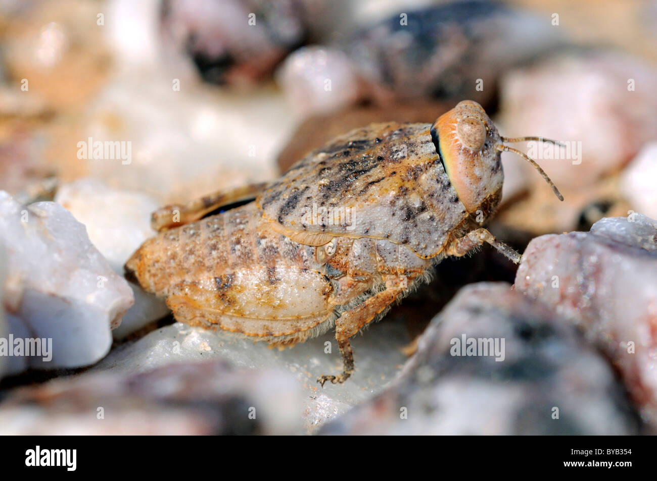 Stein-Grashüpfer (Trachypetrella SP.) zwischen Quarz, Knersvlakte Region, Namaqua District, Südafrika, Afrika Stockfoto