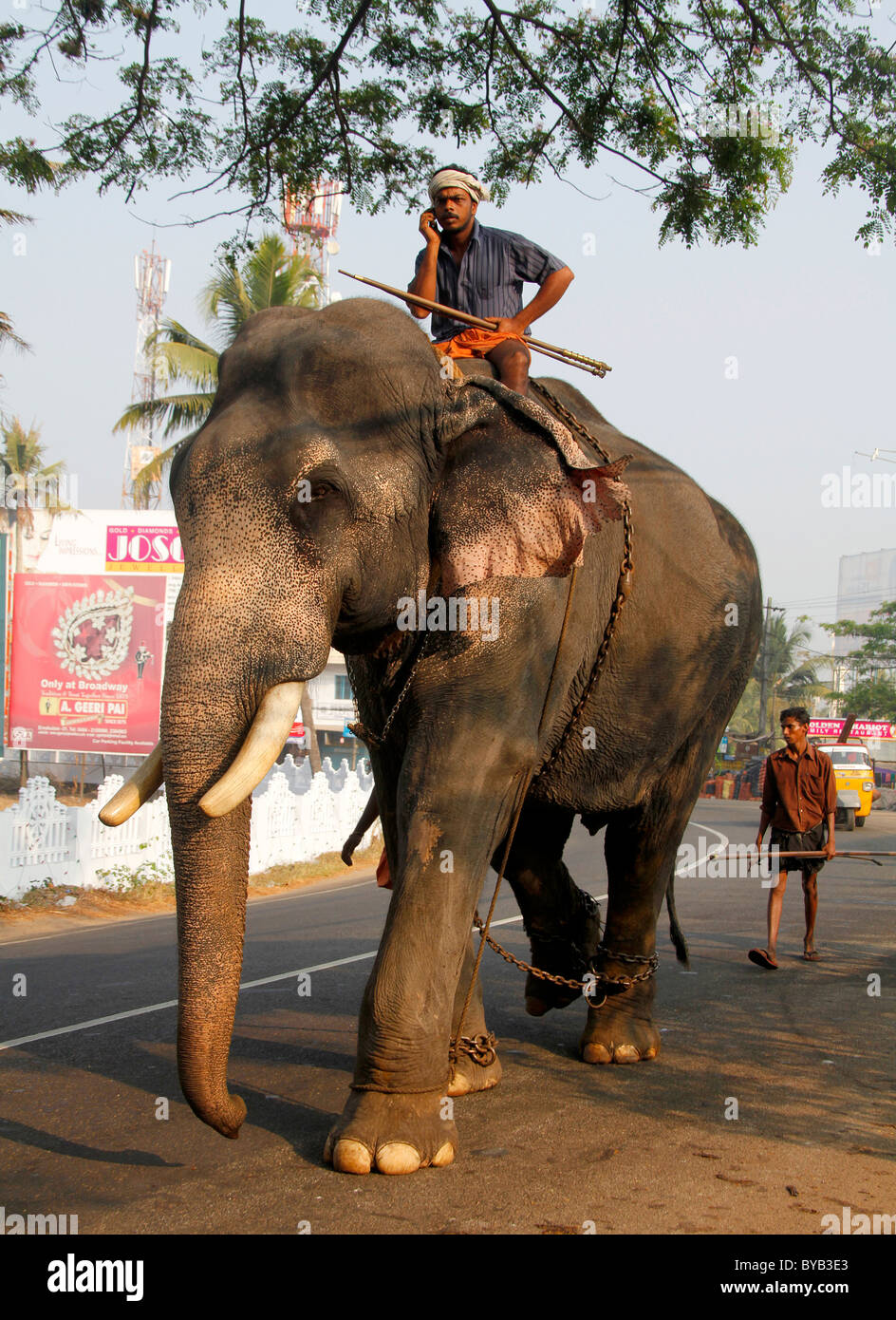 Asiatischer Elefant (Elephas Maximus), arbeiten Elefanten auf der Straße, Elefanten Trainer, Ochanathuruthu, Ernakulam, Kerala, Indien, Asien Stockfoto