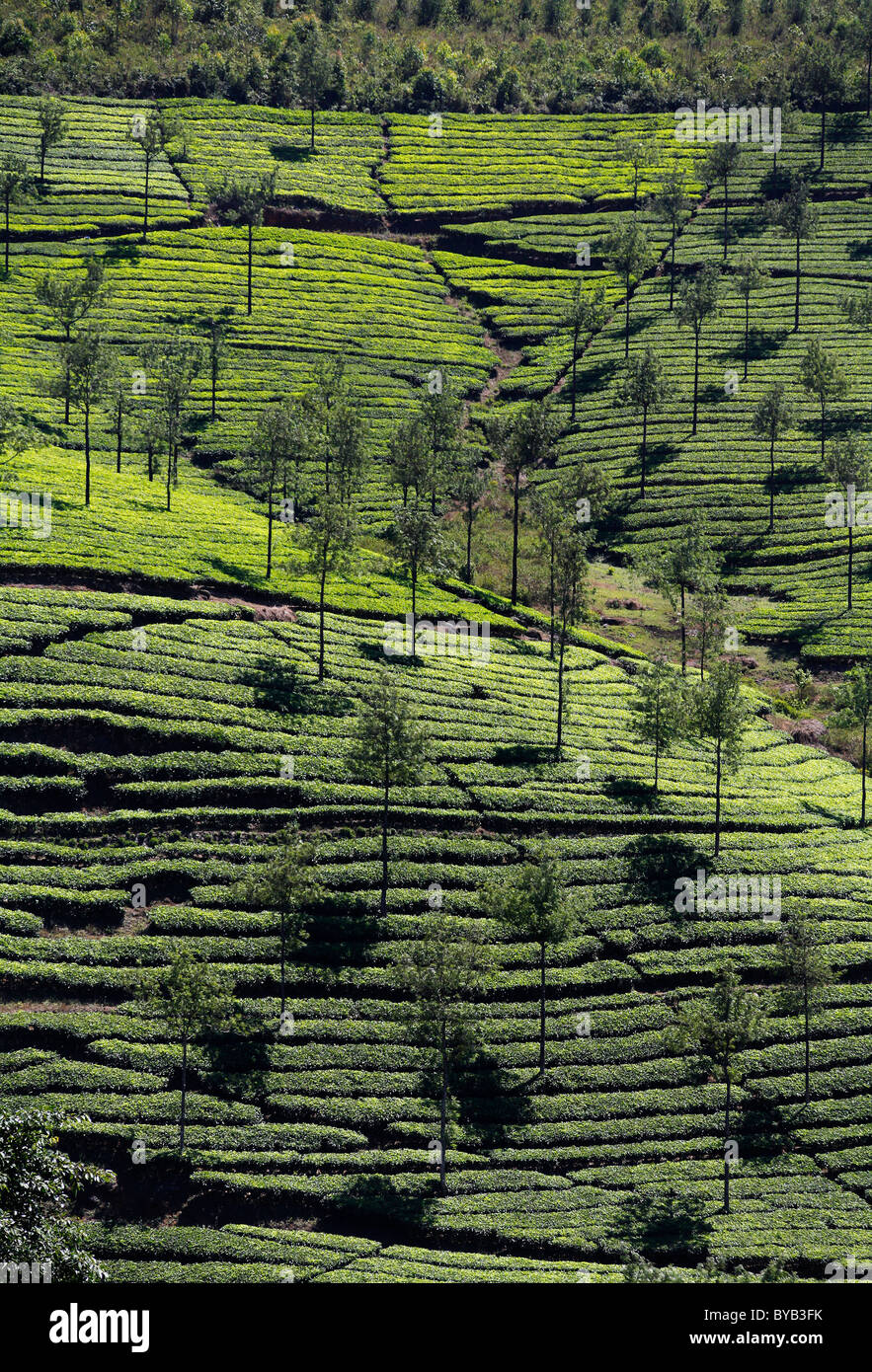 Teeplantagen, Thekkadi, Rajapalayam, Tamil Nadu, Indien, Asien Stockfoto