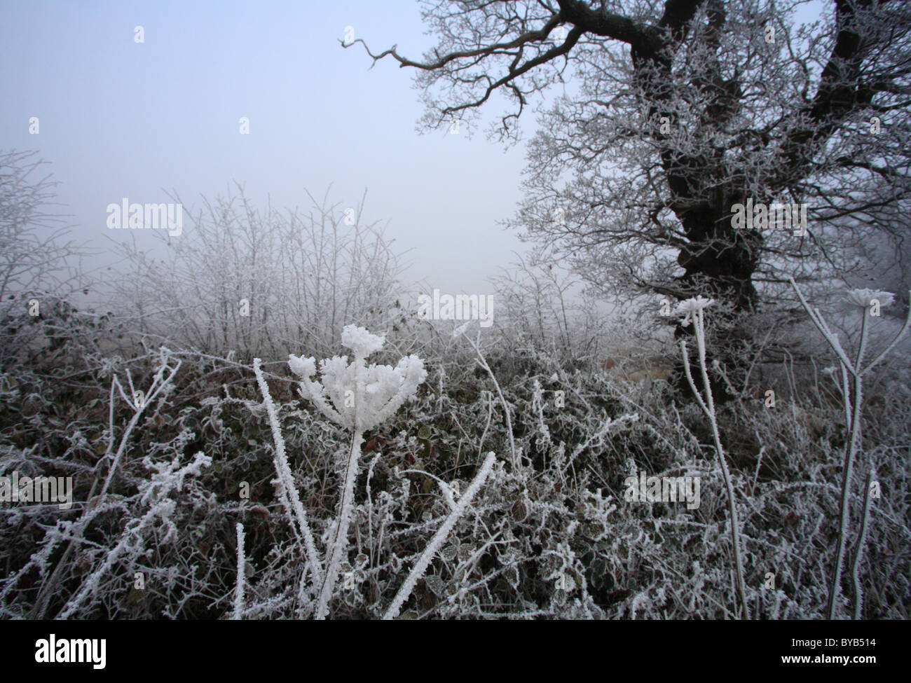 Frost auf Pflanzen in der englischen Landschaft gebildet. Stockfoto