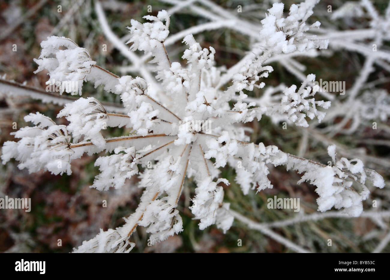Eiskristalle durch Raureif auf dem Kopf von Pflanzen gebildet. Stockfoto