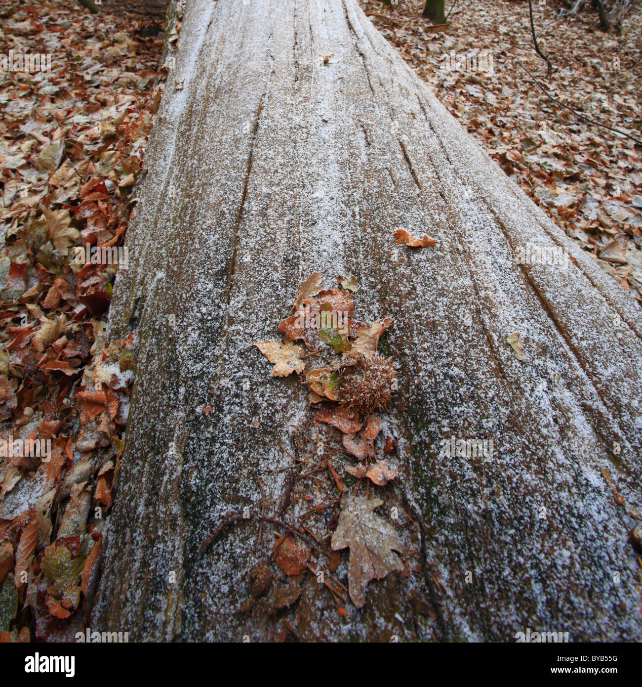 Blätter am Stamm eines umgestürzten Baumes in Frost bedeckt. Stockfoto