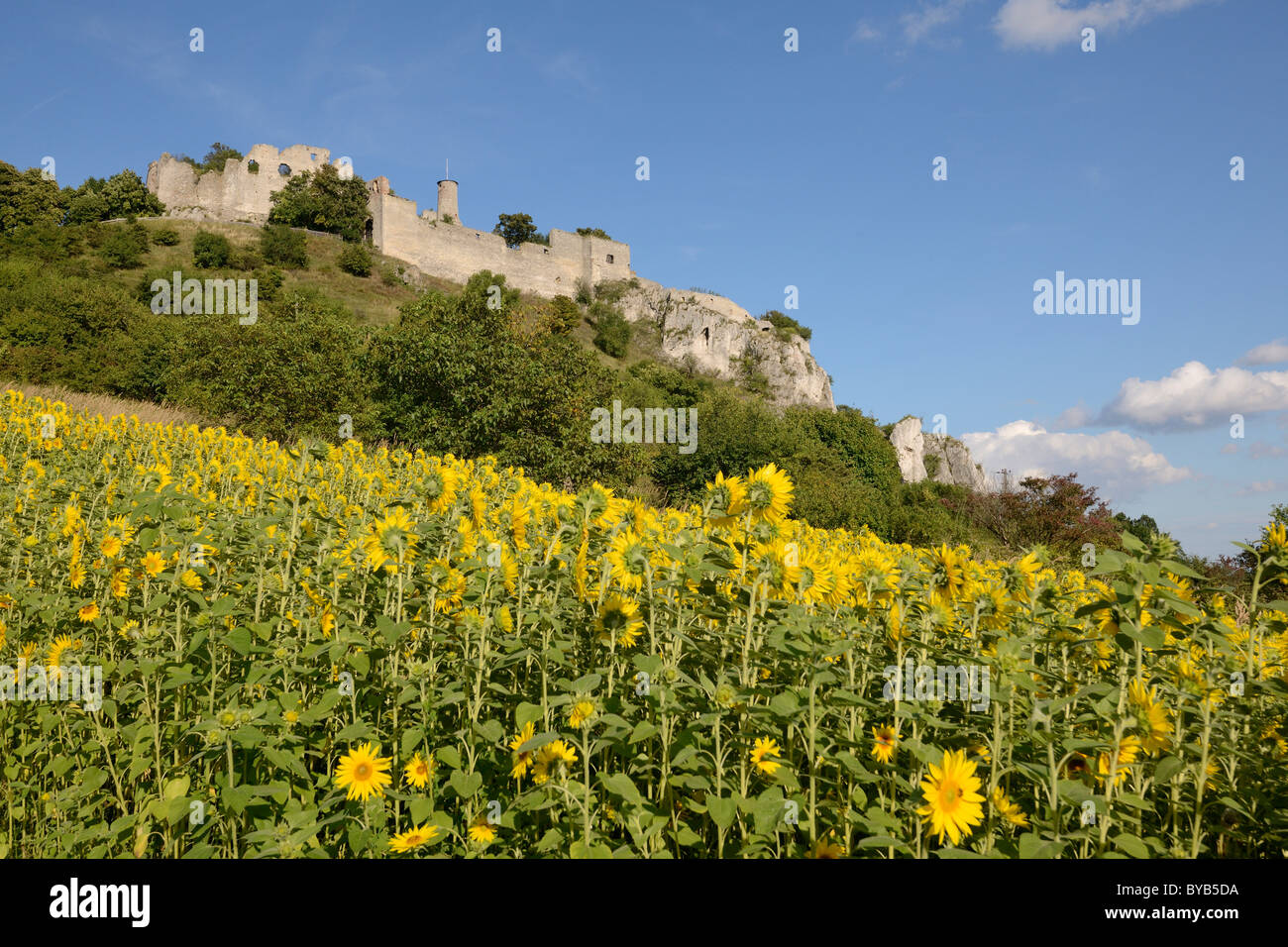 Feld von Sonnenblumen (Helianthus Annuus) und die Ruinen der Burg Falkenstein, Niederösterreich, Österreich Stockfoto