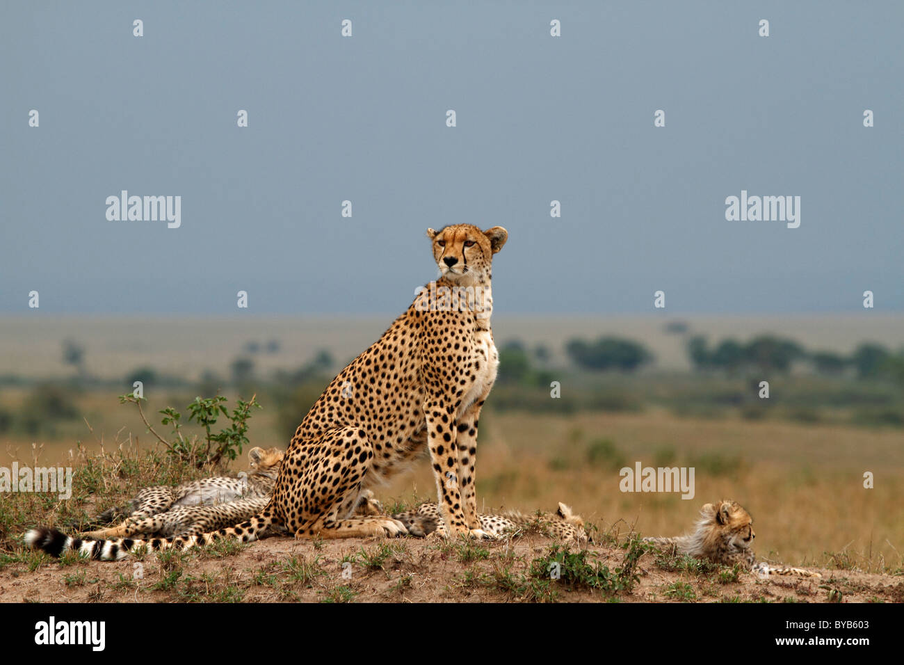 Familie von Geparden (Acinonyx Jubatus), Masai Mara, Kenia, Afrika Stockfoto