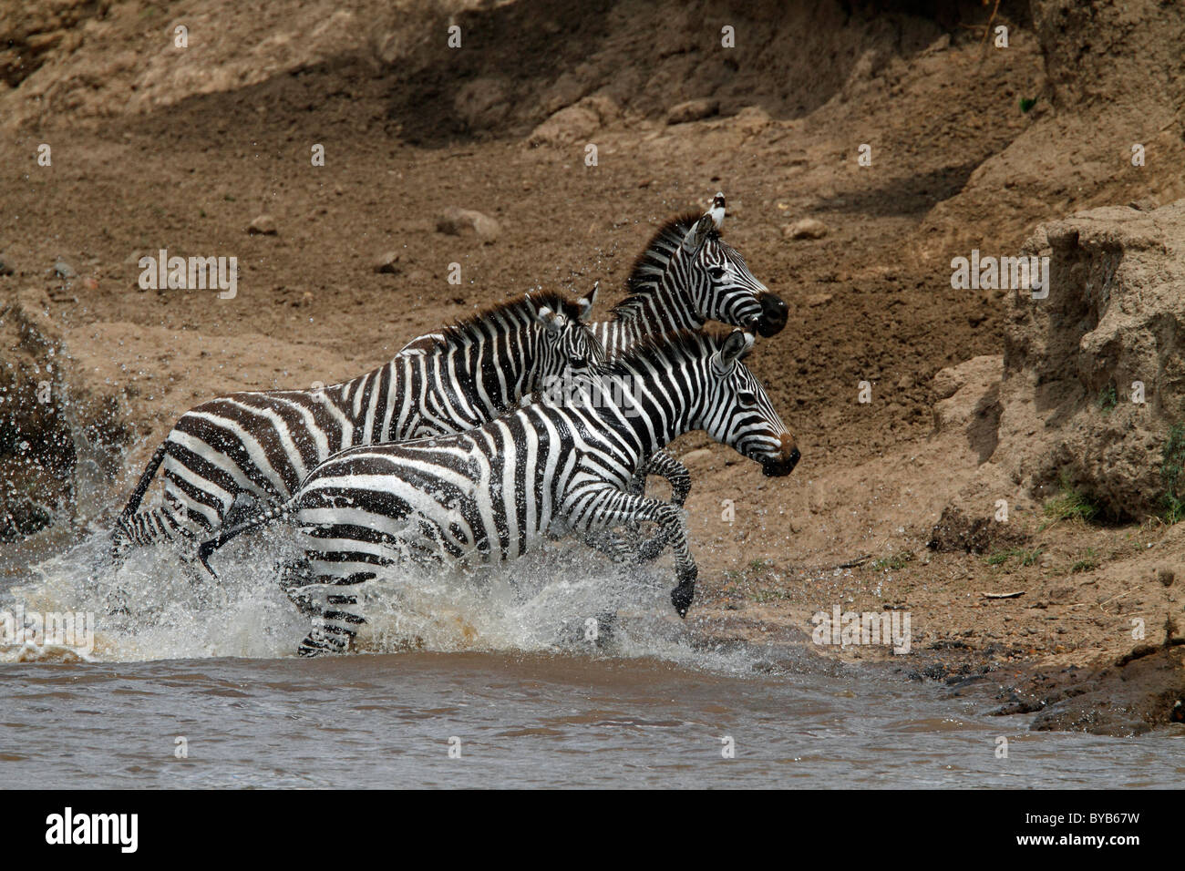 Zebras (Equus Quagga) überquert eine Fluss, Masai Mara, Kenia, Afrika Stockfoto