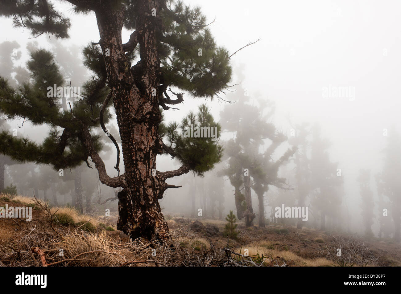 gruselige Wald verbrannten Bäume in den Wolken, La Palma, Kanarische Inseln, Spanien Stockfoto