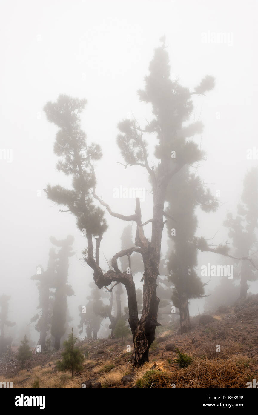 gruselige Wald verbrannten Bäume in den Wolken, La Palma, Kanarische Inseln, Spanien Stockfoto