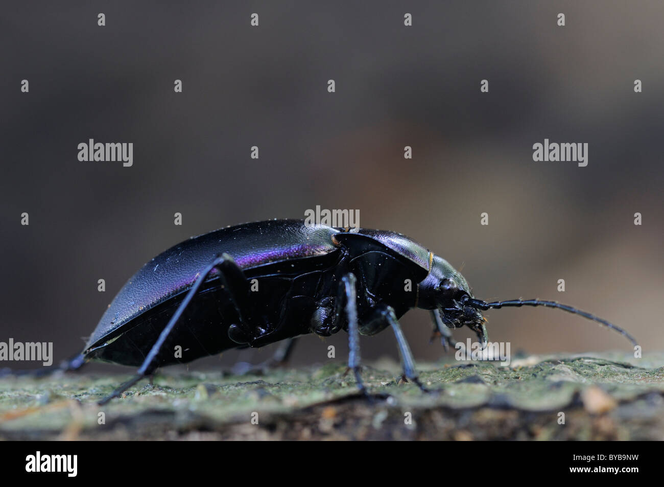 Violette Boden Käfer (Carabus Violaceus) auf abgestorbenem Holz Stockfoto