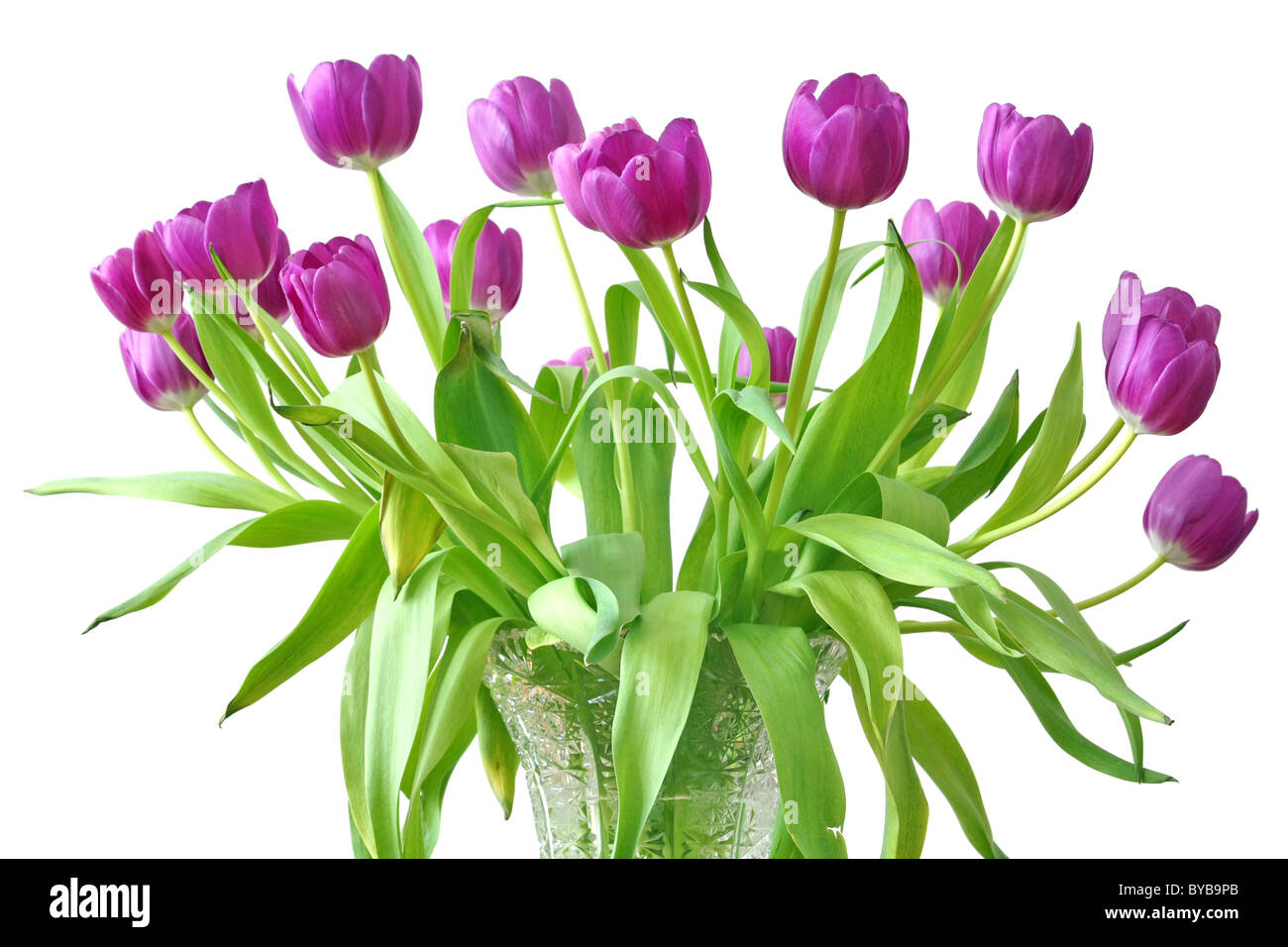 violette Tulpen Stockfoto