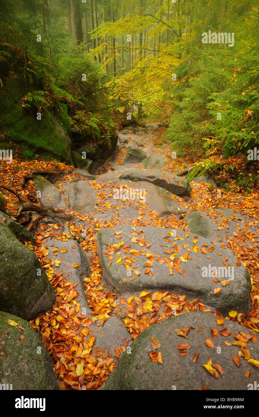 Wilde Hoelle Trail im Herbst in die Saechsische Schweiz, Sächsische Schweiz, Elbsandsteingebirge, Sachsen, Deutschland, Europa Stockfoto