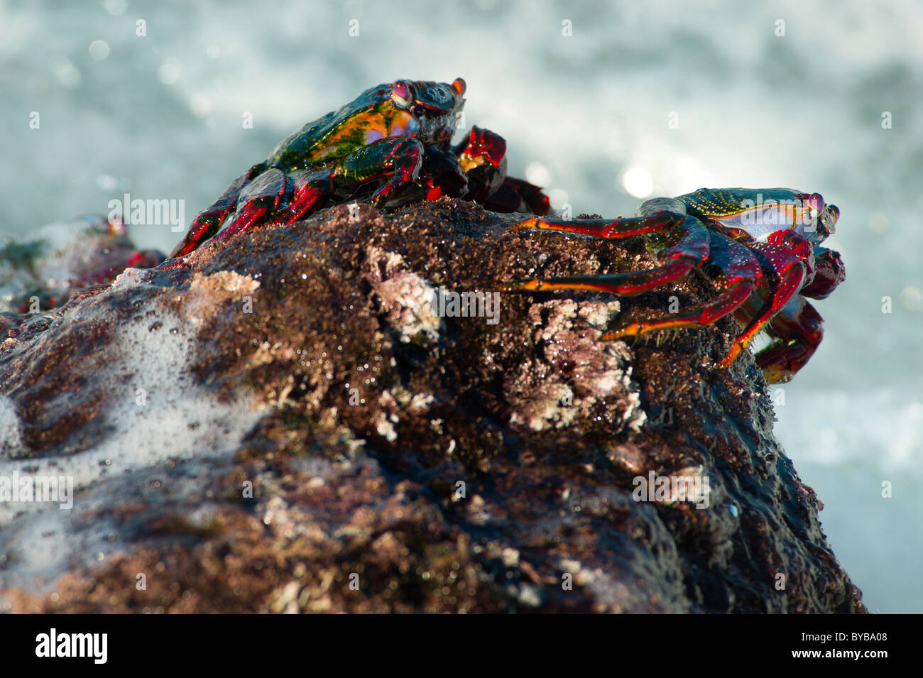 rote Felsen-Krabben in La Bombilla, La Palma, Kanarische Inseln, Spanien Stockfoto