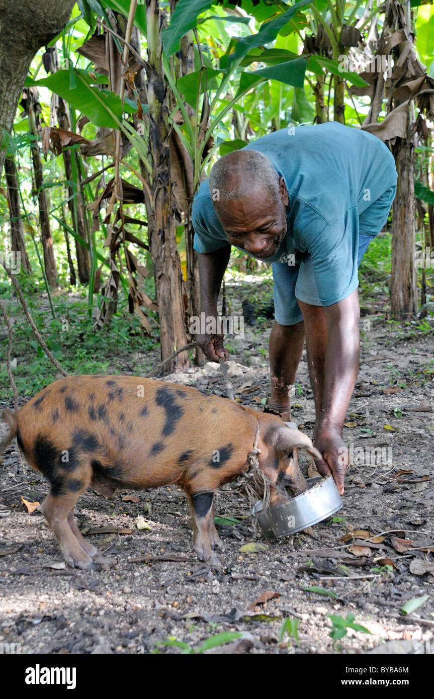 Ältere Landwirt Fütterung von Schweinen, Petit Goave, Haiti, Karibik, Mittelamerika Stockfoto