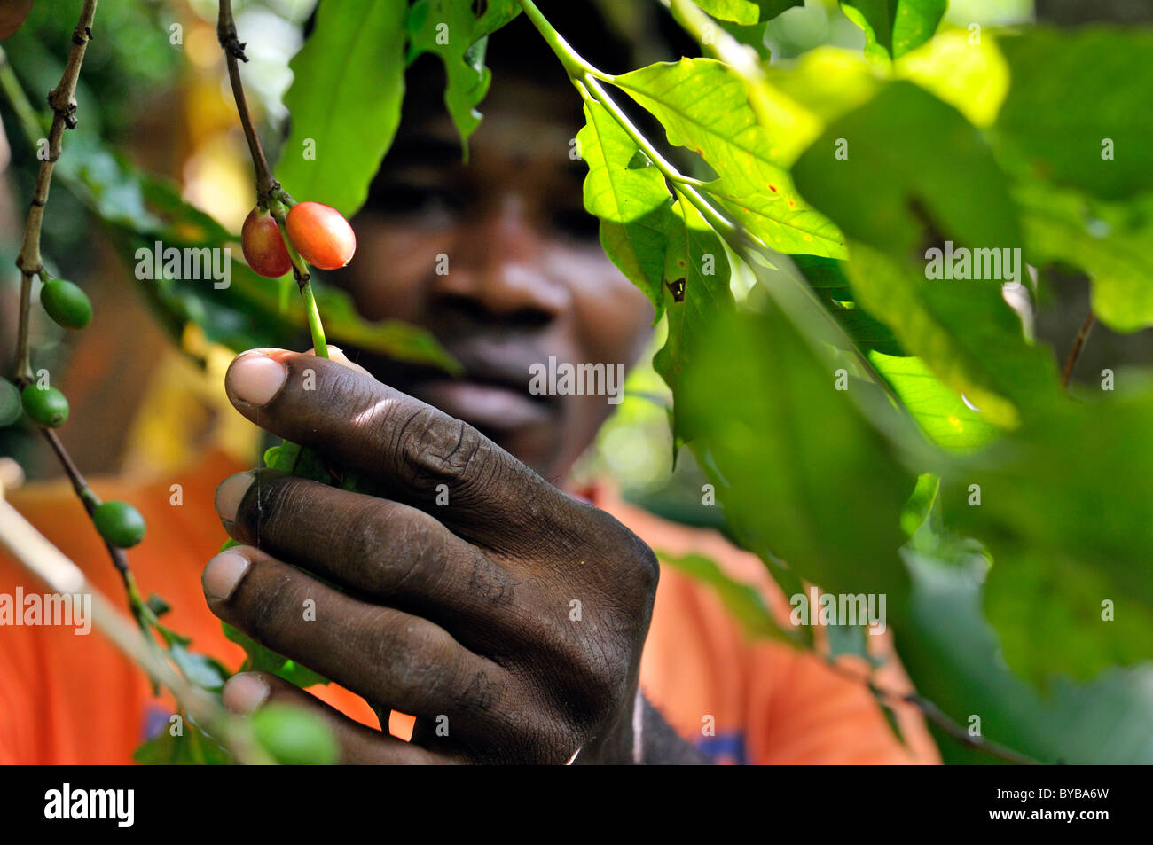 Bauern ernten Kaffee, Petit Goave, Haiti, Karibik, Mittelamerika Stockfoto