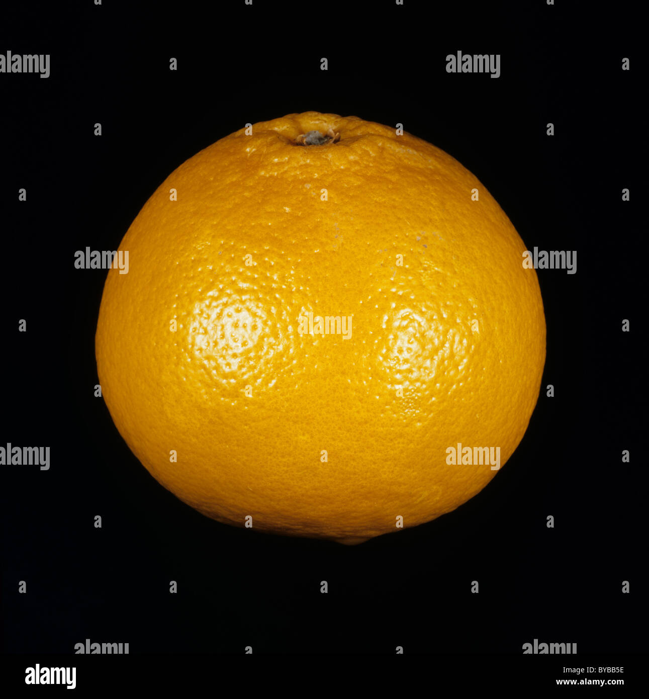 Gesamten Zitrusfrucht orange Vielzahl Orlando Tangelo Stockfoto