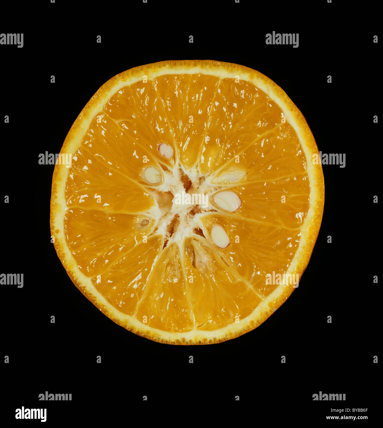 Schnittbereich der Zitrusfrucht orange verschiedene Orlando Tangelo Stockfoto