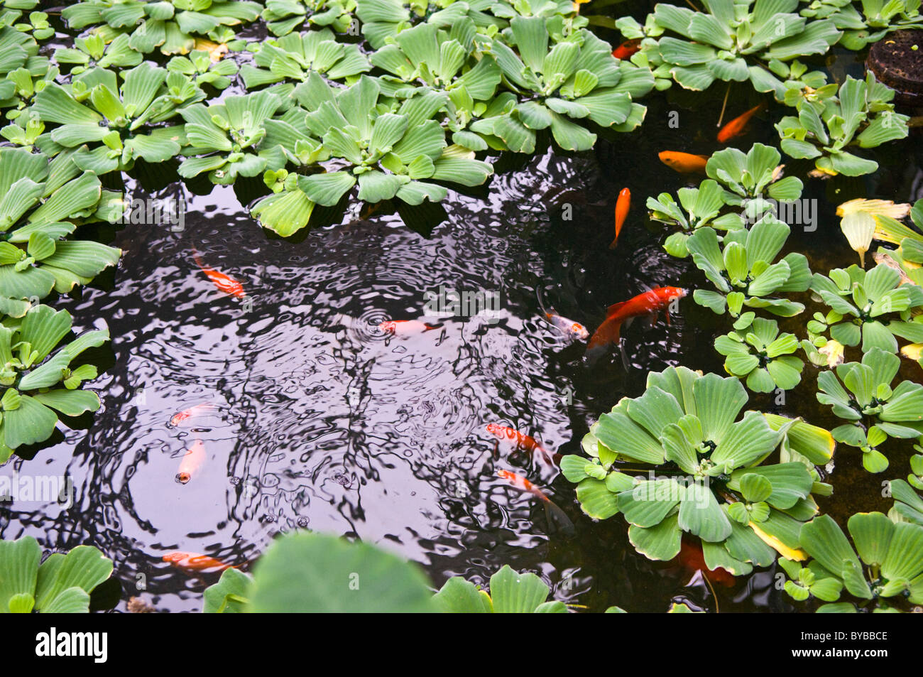 Koi oder Gold Fische in einem Teich mit einem Wasser-Pflanzen Stockfoto