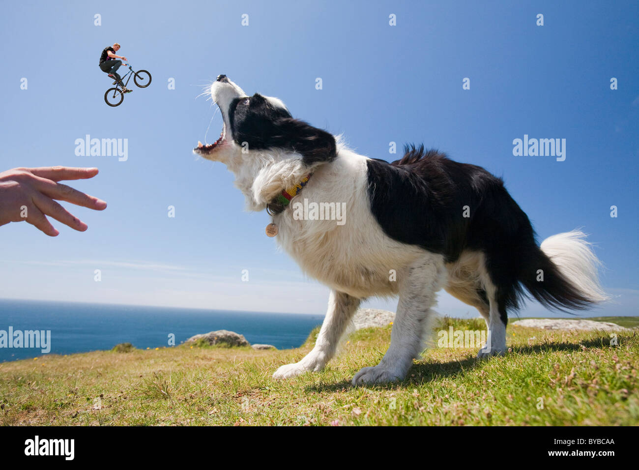 Ein Border-Collie Hund warten auf einen Stock auf den kornischen Klippen in der Nähe von Lands End, mit einem springenden Trick Radfahrer. Stockfoto