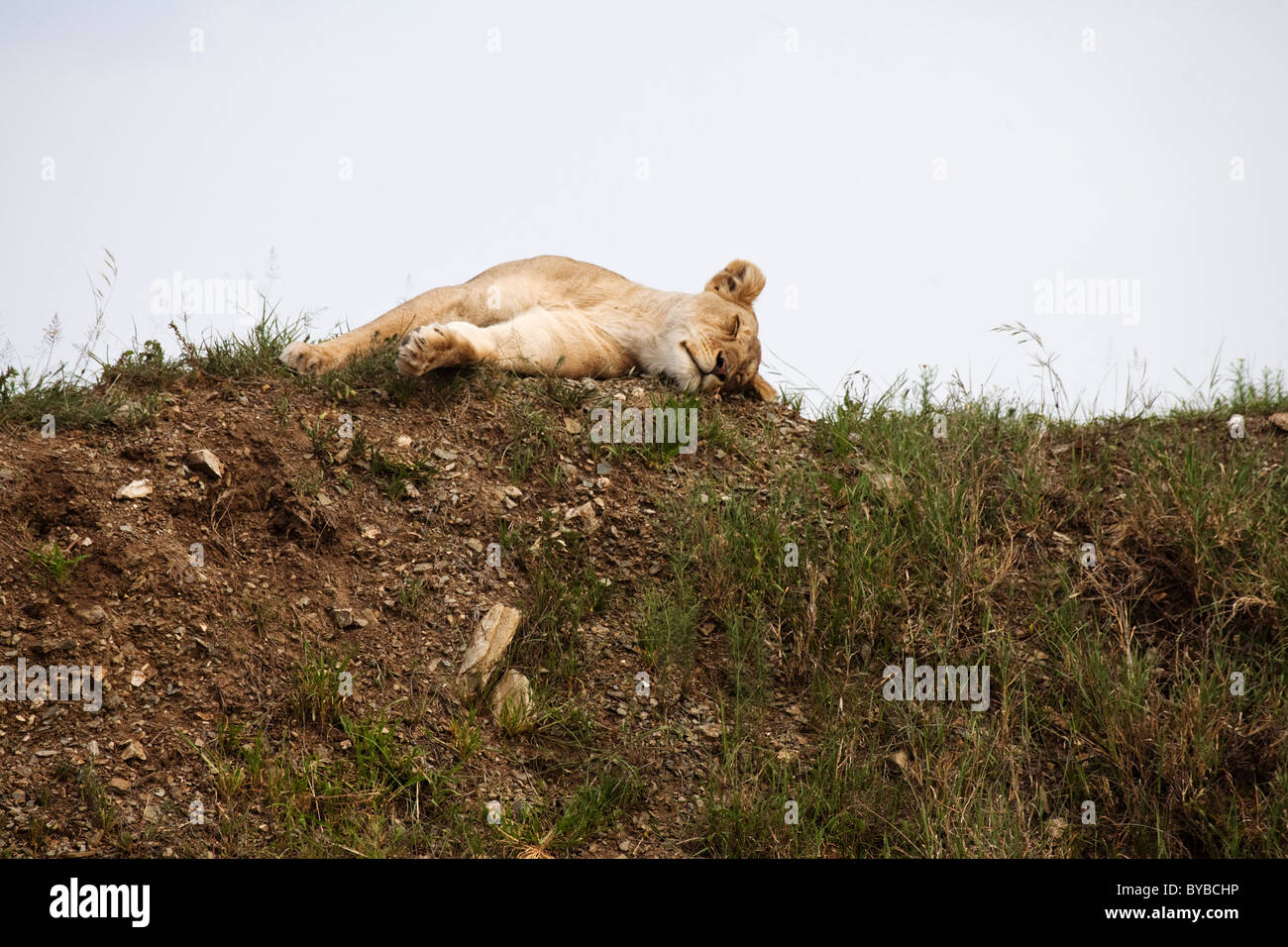 Löwen schlafen im Serengeti Nationalpark, Tansania Stockfoto