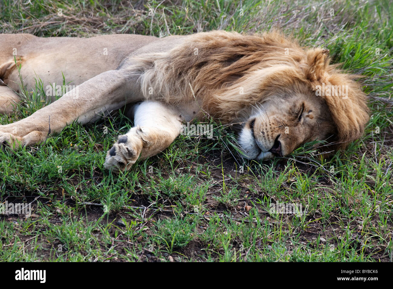 Löwen schlafen im Serengeti Nationalpark, Tansania Stockfoto