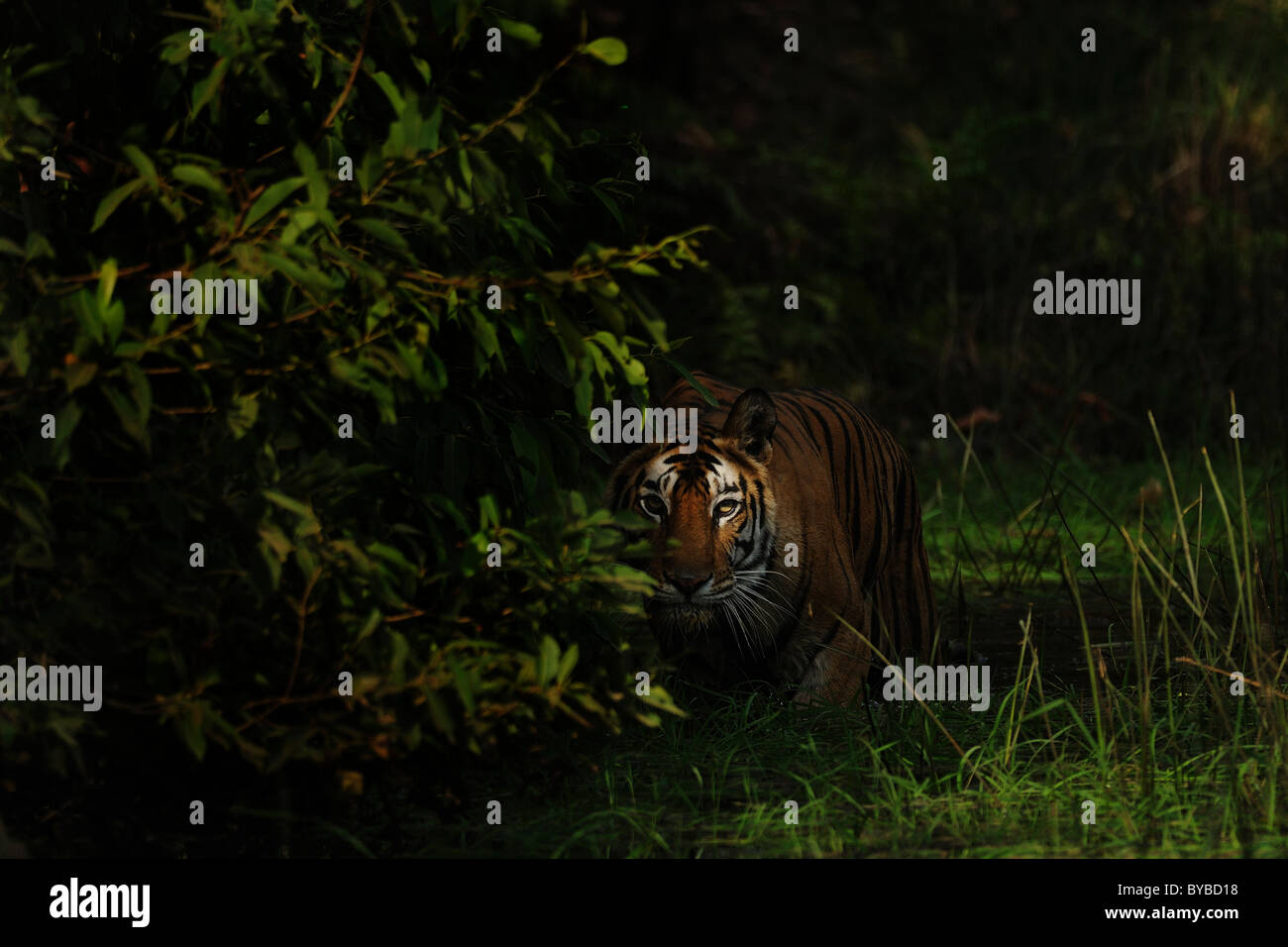 Erwachsene weibliche Bengal Tiger waten durch Strom in spot-Licht in Bandhavgarh Tiger Reserve, Indien. Stockfoto