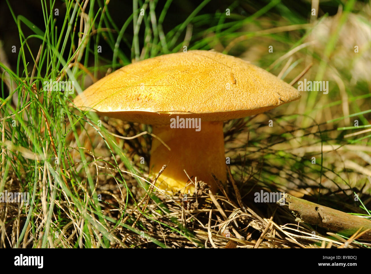 Kornblumenroehrling - Gyroporus Cyanescens 03 Stockfoto