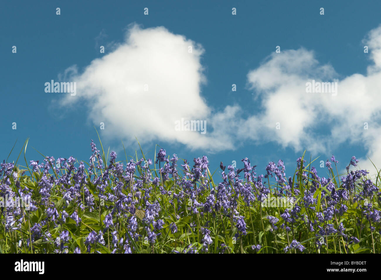 Bluebell auf eine Bank mit blauer Himmel über. hyacinthoides non-skriptingunterbrechung zuvor endymion non-skriptingunterbrechung. petworth, West Sussex, UK. April. Stockfoto