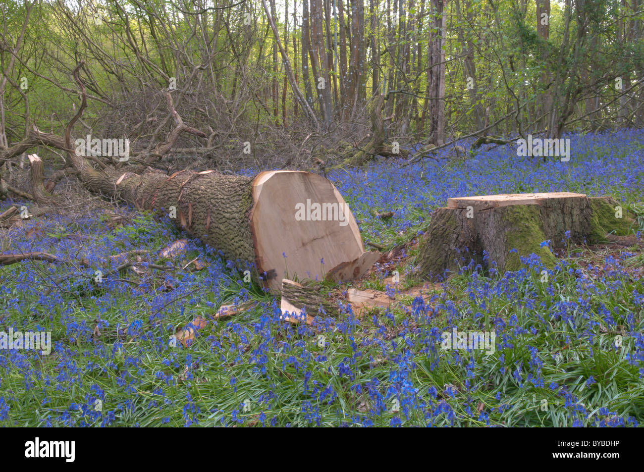 Gefällten Eiche (quercus sp.) Bluebell (endymion non-skriptingunterbrechung) Holz. West Sussex, UK. April. Stockfoto