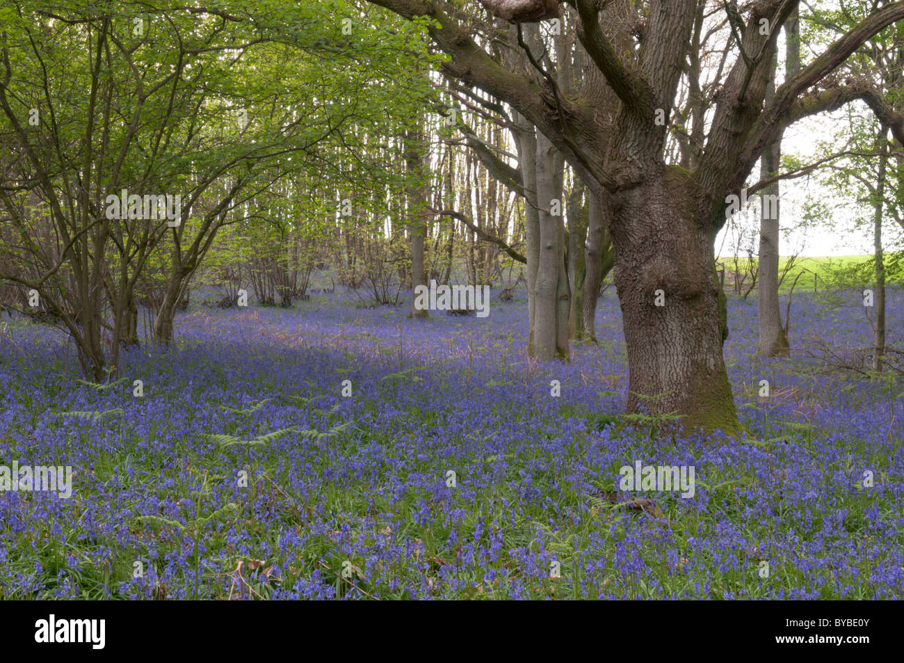 Bluebell (endymion non-skriptingunterbrechung) unter Bäumen. Eiche (quercus sp.) West Sussex, UK. April. Stockfoto